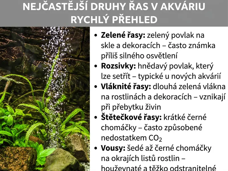 Infografika s přehledem nejčastějších druhů řas v akváriu. Vlevo je fotografie osázeného akvária s bublinkami a zelenými rostlinami na kamenech. Vpravo je seznam pěti druhů řas s popisem: 1. Zelené řasy: zelený povlak na skle a dekoracích, často kvůli příliš silnému osvětlení. 2. Rozsivky: hnědavý, snadno stíratelný povlak, typický pro nová akvária. 3. Vláknité řasy: dlouhá zelená vlákna na rostlinách a dekoracích, vznikají při nadbytku živin. 4. Štětičkové řasy: krátké černé chomáčky, často způsobené nedostatkem CO₂. 5. Vousaté řasy: šedé až černé chomáčky na okrajích listů, které jsou odolné a obtížně se odstraňují.