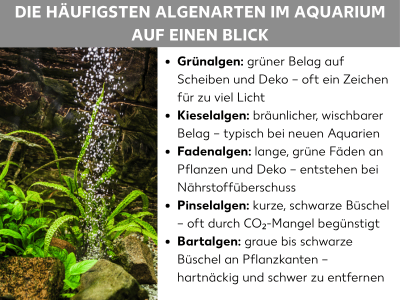Infografik: Die häufigsten Algenarten im Aquarium auf einen Blick. Links ein Foto eines bepflanzten Aquariums mit Luftblasen und grünen Wasserpflanzen auf Steinen. Rechts eine Aufzählung mit fünf Algenarten: 1. Grünalgen: grüner Belag auf Scheiben und Deko – oft ein Zeichen für zu viel Licht. 2. Kieselalgen: bräunlicher, wischbarer Belag – typisch bei neuen Aquarien. 3. Fadenalgen: lange, grüne Fäden an Pflanzen und Deko – entstehen bei Nährstoffüberschuss. 4. Pinselalgen: kurze, schwarze Büschel – oft durch CO₂-Mangel begünstigt. 5. Bartalgen: graue bis schwarze Büschel an Pflanzkanten – hartnäckig und schwer zu entfernen.