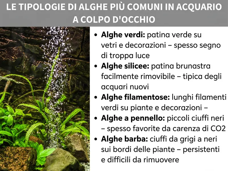 Infografica: le specie di alghe più comuni nell'acquario in sintesi. A sinistra la foto di un acquario piantumato con bollicine d’aria e piante acquatiche verdi su rocce. A destra un elenco con cinque tipi di alghe: 1. Alghe verdi: patina verde su vetri e decorazioni – spesso indice di troppa luce. 2. Alghe brune (diatomee): patina brunastra facilmente rimovibile – tipiche degli acquari nuovi. 3. Alghe filamentose: lunghi filamenti verdi su piante e decorazioni – causate da un eccesso di nutrienti. 4. Alghe a pennello: ciuffetti corti e neri – favorite dalla carenza di CO₂. 5. Alghe a barba: ciuffi grigi o neri sui bordi delle foglie – tenaci e difficili da eliminare.