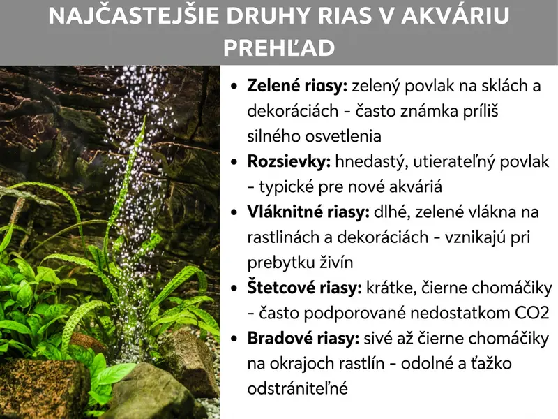 Infografika: Najčastejšie druhy rias v akváriu v prehľade. Vľavo fotografia osadeného akvária s bublinkami a zelenými vodnými rastlinami na kameňoch. Vpravo výpočet piatich druhov rias: 1. Zelené riasy: zelený povlak na sklách a dekoráciách – často znak prílišného svetla. 2. Rozsievky: hnedastý, zotreteľný povlak – typické pre nové akvária. 3. Vláknité riasy: dlhé zelené vlákna na rastlinách a dekoráciách – vznikajú pri prebytku živín. 4. Štetcové riasy: krátke čierne trsy – často vznikajú pri nedostatku CO₂. 5. Fúzaté riasy: sivé až čierne trsy na okrajoch listov – odolné a ťažko odstrániteľné.