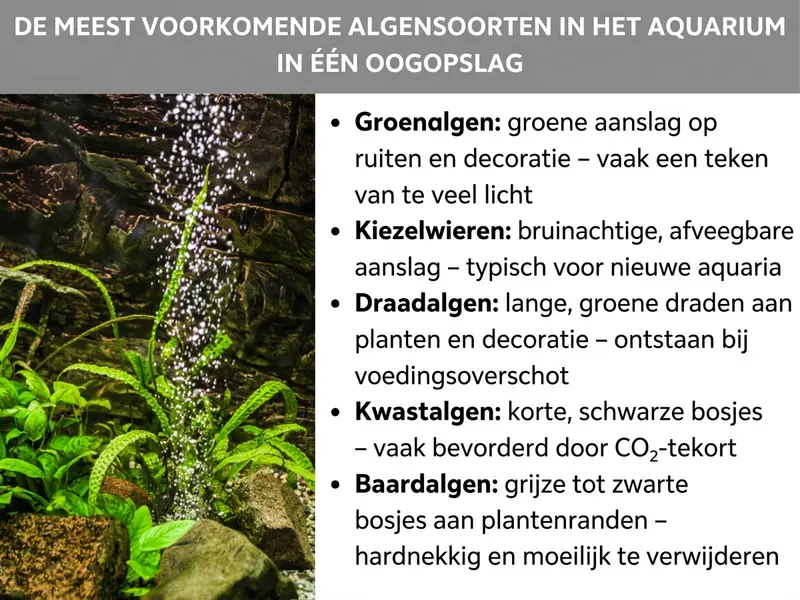 Infographic: De meestvoorkomende algensoorten in het aquarium in een overzicht. Links een foto van een beplant aquarium met luchtbellen en groene waterplanten op stenen. Rechts een opsomming met vijf algensoorten: 1. Groene algen: groene aanslag op ruiten en decoratie – vaak een teken van te veel licht. 2. Kiezelwieren: bruinachtige, afveegbare aanslag – typisch voor nieuwe aquaria. 3. Draadalgen: lange, groene draden aan planten en decoratie – ontstaan bij een voedingsoverschot. 4. Penseelalgen: korte, zwarte bosjes – vaak veroorzaakt door CO₂-tekort. 5. Baardalgen: grijze tot zwarte bosjes aan plantranden – hardnekkig en moeilijk te verwijderen.