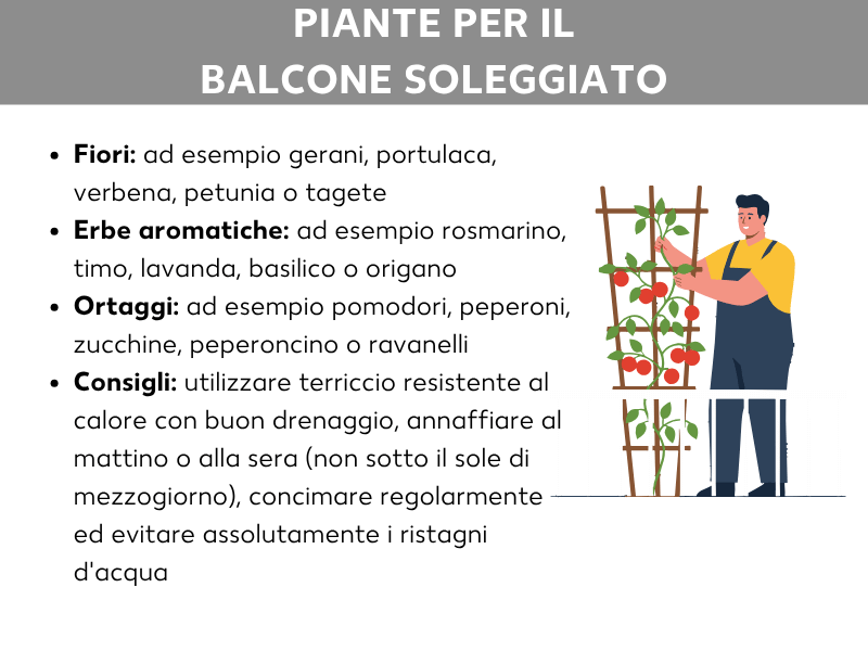 Infografica dal titolo «Piante da balcone al sole». Sono elencate quattro categorie: fiori (ad es. geranio, portulaca, verbena, petunia, tagete), erbe aromatiche (ad es. rosmarino, timo, lavanda, basilico, origano), ortaggi (ad es. pomodori, peperoni, zucchine, peperoncino, ravanelli) e consigli di cura (usare terriccio resistente al calore con buon drenaggio, innaffiare al mattino o alla sera, concimare regolarmente, evitare i ristagni d'acqua). A destra un'illustrazione di una persona che lavora accanto a un graticcio con piante di pomodoro.