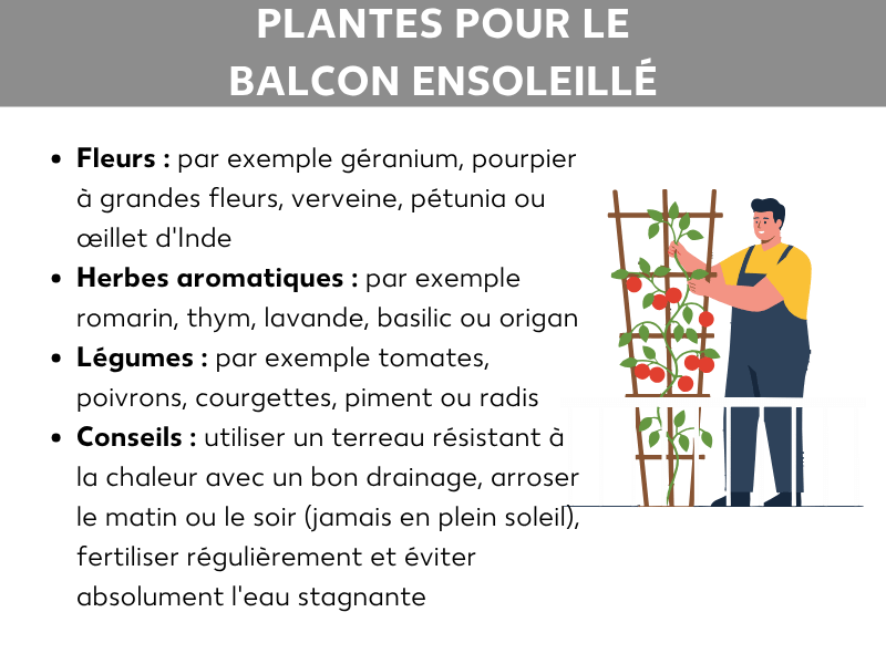 Infographie intitulée « Plantes pour balcon ensoleillé ». Quatre catégories sont listées : fleurs (géranium, pourpier, verveine, pétunia, œillet d'Inde), herbes aromatiques (romarin, thym, lavande, basilic, origan), légumes (tomates, poivrons, courgettes, piments, radis) et conseils d'entretien (utiliser un terreau résistant à la chaleur avec bon drainage, arroser le matin ou le soir, fertiliser régulièrement, éviter l'eau stagnante). À droite, illustration d'une personne qui s'occupe de plants de tomates sur un treillis.