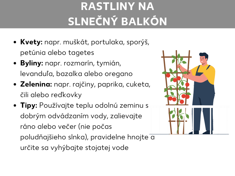 Infografika s názvom „Balkónové rastliny na slnko“. Uvedené sú štyri kategórie: kvety (napr. muškát, portulaka, verbena, petúnia, aksamietnica), bylinky (napr. rozmarín, tymián, levanduľa, bazalka, oregano), zelenina (napr. paradajky, paprika, cuketa, čili, reďkovka) a tipy na starostlivosť (používať tepelne odolný substrát s dobrým odtokom, polievať ráno alebo večer, pravidelne hnojiť, zabrániť premokreniu). Vpravo je ilustrácia osoby, ktorá pracuje pri mriežke s paradajkami.
