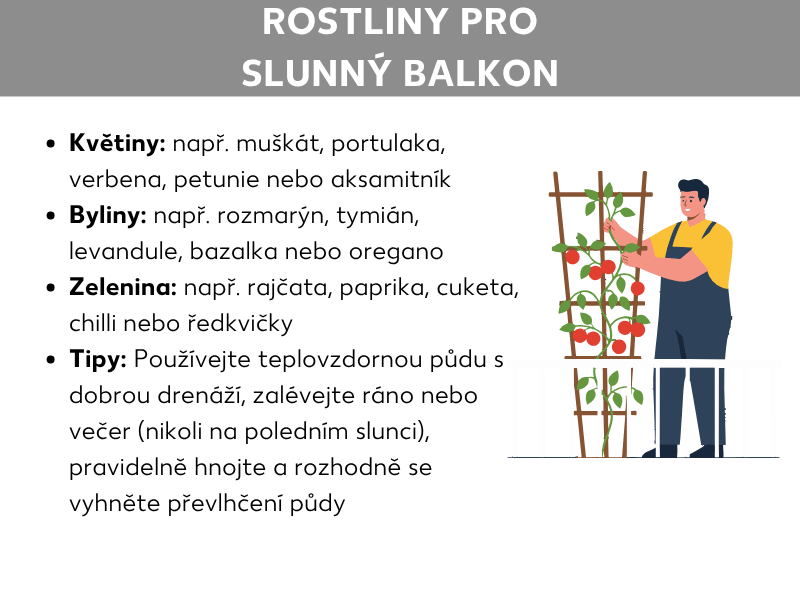 Infografika s názvem „Rostliny na slunný balkon“. Jsou zde uvedeny čtyři kategorie: květiny (muškát, šrucha, verbena, petunie, aksamitník), bylinky (rozmarýn, tymián, levandule, bazalka, oregano), zelenina (rajčata, papriky, cukety, chilli, ředkvičky) a tipy na péči (používat kvalitní substrát s dobrým odtokem, zalévat ráno nebo večer, pravidelně hnojit, vyvarovat se přemokření). Vpravo je ilustrace osoby, která se stará o rajčata rostoucí u opěrné mřížky.