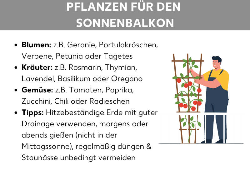 Infografik mit dem Titel „Pflanzen für den Sonnenbalkon". Aufgelistet sind vier Kategorien: Blumen (z. B. Geranie, Portulakröschen, Verbene, Petunia, Tagetes), Kräuter (z. B. Rosmarin, Thymian, Lavendel, Basilikum, Oregano), Gemüse (z. B. Tomaten, Paprika, Zucchini, Chili, Radieschen) sowie Pflegetipps (hitzebeständige Erde mit guter Drainage verwenden, morgens oder abends gießen, regelmäßig düngen, Staunässe vermeiden). Rechts ist eine Illustration einer Person zu sehen, die an einem Rankgitter mit Tomatenpflanzen arbeitet.