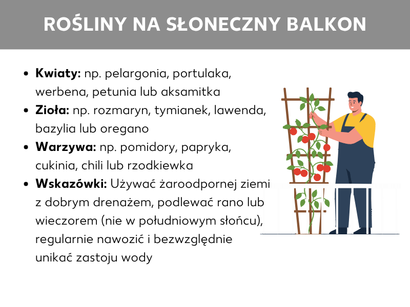Infografika „Rośliny na słoneczny balkon". Wymieniono cztery kategorie: kwiaty (np. pelargonia, portulaka, werbena, petunia, aksamitka), zioła (np. rozmaryn, tymianek, lawenda, bazylia, oregano), warzywa (np. pomidory, papryka, cukinia, chili, rzodkiewka) oraz porady pielęgnacyjne (stosuj ziemię odporną na upał z dobrym drenażem, podlewaj rano lub wieczorem, regularnie nawóź, unikaj zalegania wody). Po prawej stronie widoczna jest ilustracja osoby pracującej przy kratce z pomidorami.