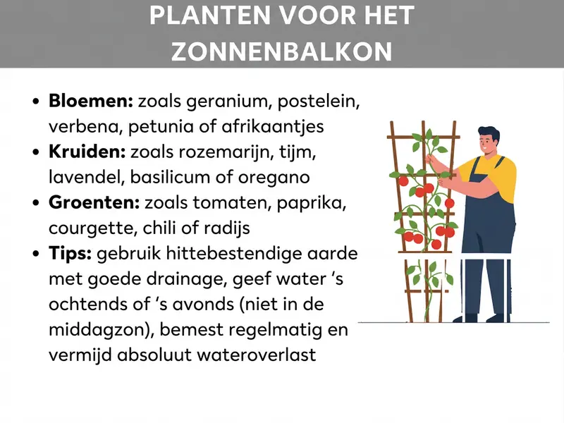 Infographic met de titel "Planten voor een zonnig balkon". Er worden vier categorieën weergegeven: bloemen (o.a. geranium, portulakroosje, verbena, petunia, afrikaantje), kruiden (o.a. rozemarijn, tijm, lavendel, basilicum, oregano), groenten (o.a. tomaten, paprika, courgette, chilipeper, radijs) en verzorgingstips (hittebestendige aarde met goede drainage gebruiken, 's ochtends of 's avonds water geven, regelmatig bemesten, wateroverlast voorkomen). Rechts is een illustratie te zien van een persoon die bij een klimrek met tomatenplanten werkt.