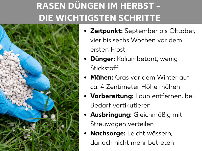 Infografik: „Rasen düngen im Herbst – die wichtigsten Schritte". Links ein Foto einer blauen Handschuh-Hand, die weiße Düngerkörner über einer grünen Rasenfläche hält. Rechts eine Liste mit sechs Punkten: Zeitpunkt: September bis Oktober, vier bis sechs Wochen vor dem ersten Frost. Dünger: Kaliumbetont, wenig Stickstoff. Mähen: Gras vor dem Winter auf ca. 4 Zentimeter Höhe mähen. Vorbereitung: Laub entfernen, bei Bedarf vertikutieren. Ausbringung: Gleichmäßig mit Streuwagen verteilen. Nachsorge: Leicht wässern, danach nicht mehr betreten.