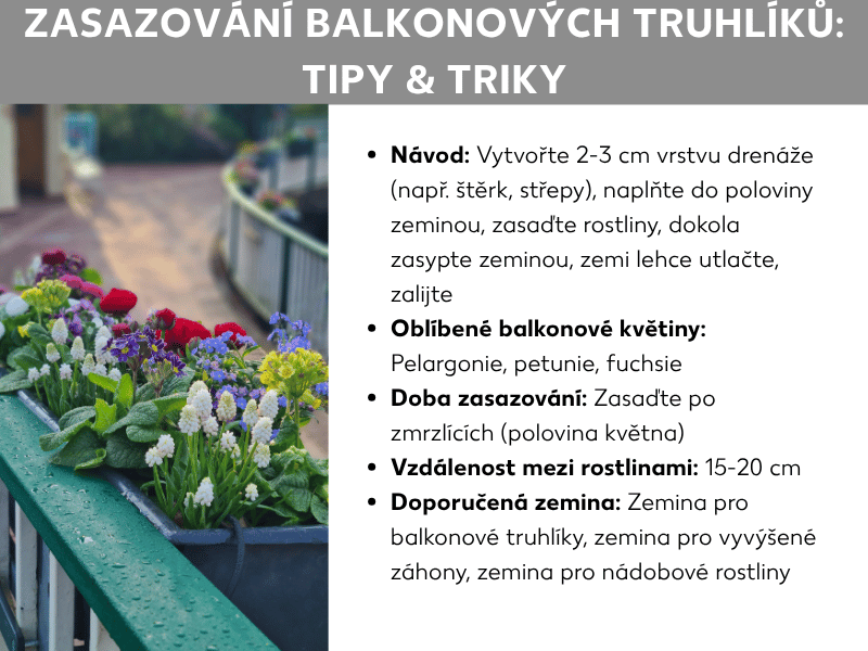 Infografika „Osazení balkonového truhlíku: Tipy a triky“ s fotografií barevně osázeného balkonového zábradlí (červené, žluté, modré a bílé květy) a následujícími body: Návod na sázení (drenáž, zemina, zasazení rostlin a zálivka), oblíbené balkonové květiny (muškáty, petúnie, fuchsie), doba sázení po ledových mužích v polovině května, rozestup rostlin 15–20 cm a doporučené substráty (zemina do truhlíků, do vyvýšených záhonů, pro přenosné nádoby).