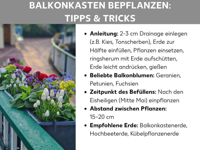 Infografik „Balkonkasten bepflanzen: Tipps & Tricks" mit einem Foto eines bunt bepflanzten Balkongitters (rote, gelbe, blaue und weiße Blüten) sowie folgenden Stichpunkten: Anleitung zum Einpflanzen (Drainage, Erde, Pflanzen einsetzen und gießen), beliebte Balkonblumen (Geranien, Petunien, Fuchsien), Einpflanzzeitpunkt nach den Eisheiligen Mitte Mai, Pflanzenabstand 15–20 cm und empfohlene Erdsorten (Balkonkastenerde, Hochbeeterde, Kübelpflanzenerde).