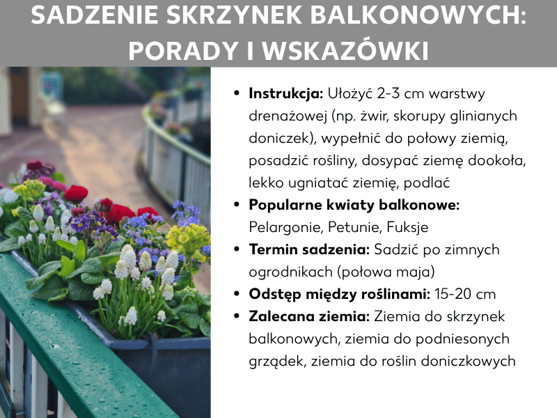 Infografika „Jak sadzić skrzynkę balkonową: porady i triki" ze zdjęciem kolorowo obsadzonej barierki balkonowej (czerwone, żółte, niebieskie i białe kwiaty) oraz następującymi punktami: instrukcja sadzenia (drenaż, ziemia, sadzenie roślin i podlewanie), popularne kwiaty balkonowe (pelargonie, petunie, fuksje), czas sadzenia po zimnych ogrodnikach w połowie maja, odstęp między roślinami 15–20 cm oraz polecane rodzaje ziemi (ziemia do skrzynek balkonowych, ziemia do skrzyń podwyższonych, ziemia do doniczek).