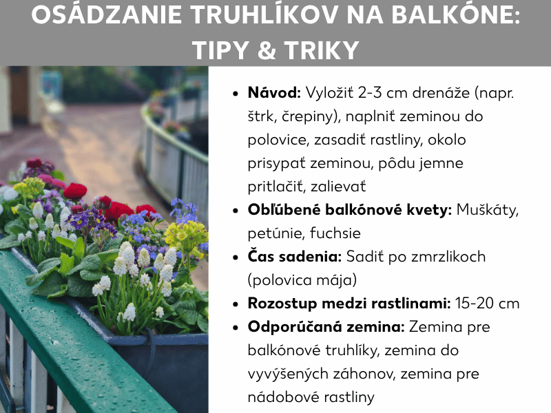 Infografika „Ako sadiť truhlíky: Tipy a triky" s fotografiou farebne osadeného balkónového zábradlia (červené, žlté, modré a biele kvety) a nasledujúcimi bodmi: Návod na výsadbu (drenáž, substrát, sadenie rastlín a polievanie), obľúbené balkónové kvety (muškáty, petúnie, fuchsie), termín výsadby po ľadových mužoch v polovici mája, rozstup rastlín 15 – 20 cm a odporúčané typy substrátov (substrát do truhlíkov, substrát do vyvýšených záhonov, substrát pre nádobové rastliny).