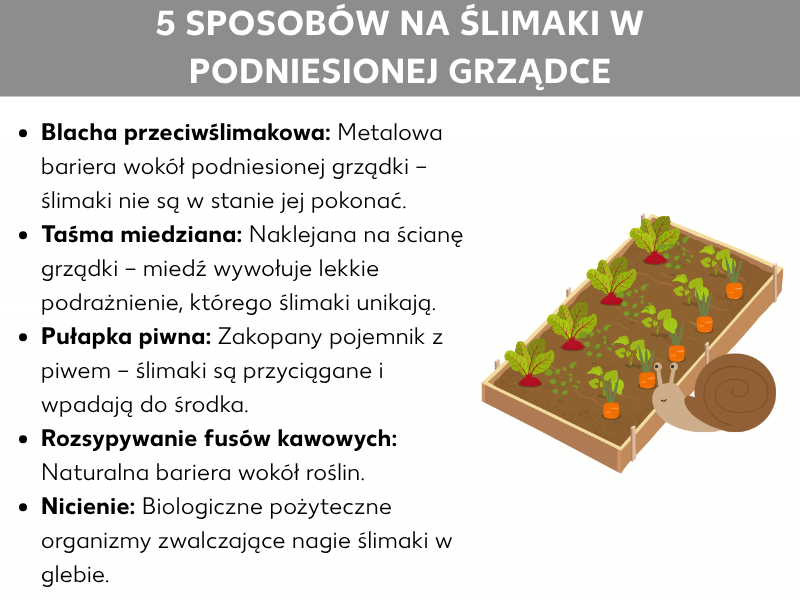 Infografika przedstawiająca 5 sposobów na ślimaki w wysokiej grządce: 1. Obrzeże antyślimakowe – metalowa bariera, której ślimaki nie mogą pokonać. 2. Taśma miedziana – naklejona na grządkę, odstrasza ślimaki. 3. Pułapka piwna – wkopany w ziemię pojemnik z piwem, do którego wpadają ślimaki. 4. Fusy z kawy – naturalna bariera rozsypana wokół roślin. 5. Nicienie – mikroorganizmy zwalczające ślimaki w glebie. Obok listy znajduje się rysunek wysokiej grządki i ślimaka.