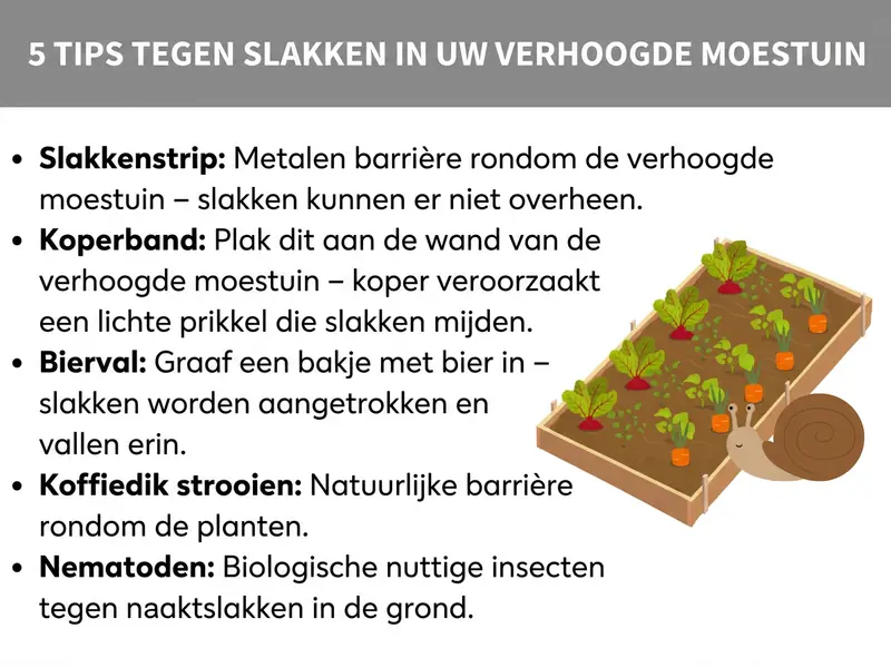Infographic: vijf tips tegen slakken in de moestuinbak, zoals een slakkenrand, koperband en koffiedik.