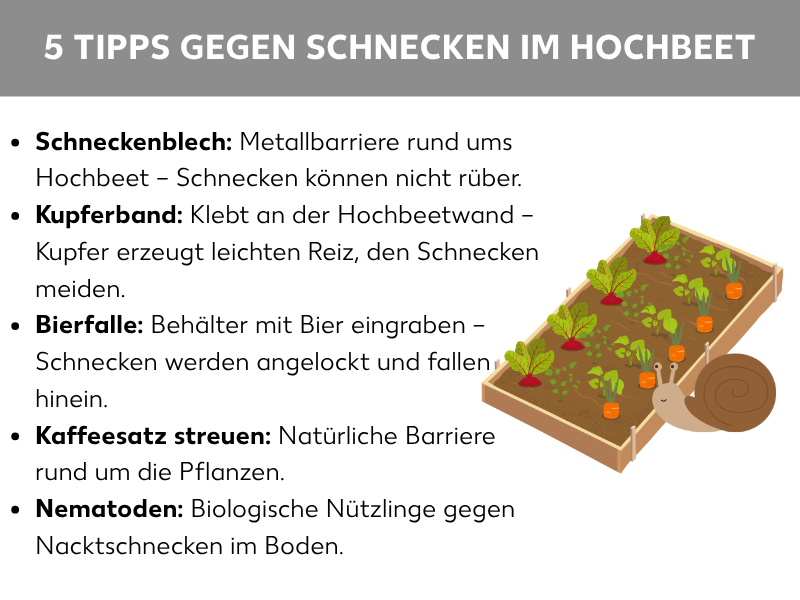 Infografik: 5 Tipps gegen Schnecken im Hochbeet. Die Liste umfasst fünf Punkte: 1. Schneckenblech: Metallbarriere rund ums Hochbeet – Schnecken können nicht rüber. 2. Kupferband: Klebt an der Hochbeetwand – Kupfer erzeugt leichten Reiz, den Schnecken meiden. 3. Bierfalle: Behälter mit Bier eingraben – Schnecken werden angelockt und fallen hinein. 4. Kaffeesatz streuen: Natürliche Barriere rund um die Pflanzen. 5. Nematoden: Biologische Nützlinge gegen Nacktschnecken im Boden. Rechts ist eine Illustration eines Hochbeets mit Gemüsepflanzen und einer Schnecke daneben zu sehen.