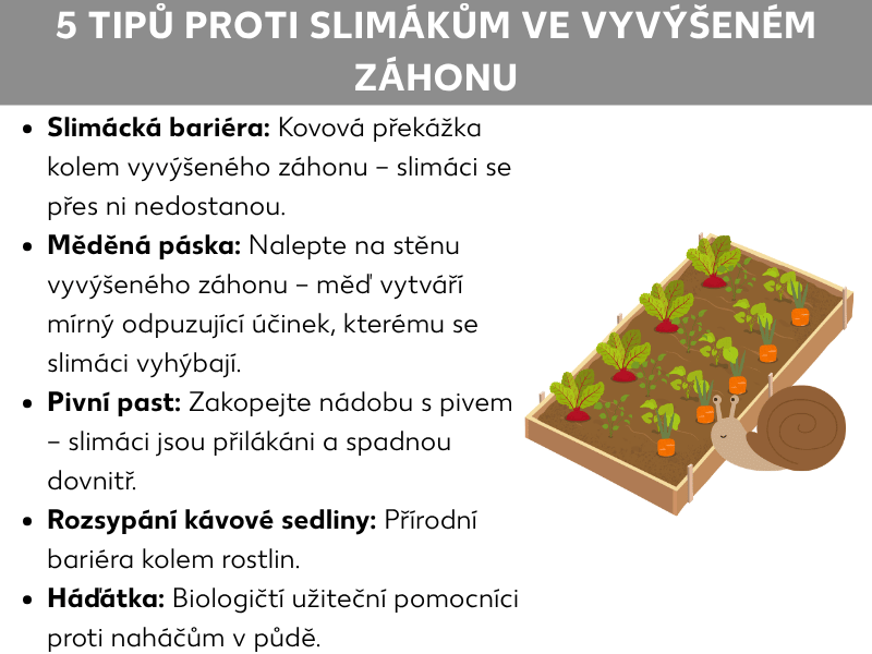 Infografika s pěti tipy proti šnekům ve vyvýšeném záhonu. Seznam zahrnuje: 1. Ochranný plech jako kovová bariéra, přes kterou se šneci nedostanou. 2. Měděná páska nalepená na stěnu záhonu, která šneky dráždí. 3. Pivní past zakopaná v zemi, kam šneci spadnou. 4. Kávová sedlina jako přírodní bariéra kolem rostlin. 5. Hlístice jako biologičtí pomocníci v půdě. Vpravo je ilustrace vyvýšeného záhonu se zeleninou a šnekem.