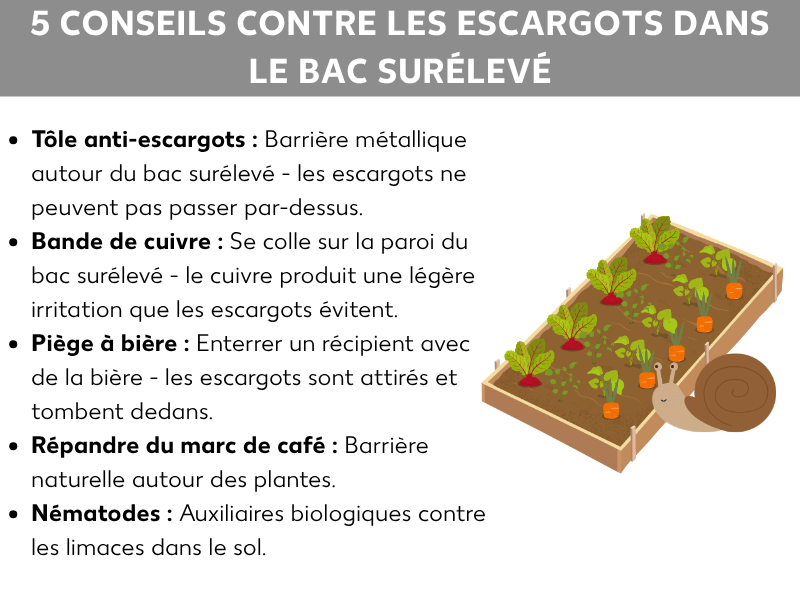 Infographie : 5 astuces anti limaces pour potager surélevé. La liste comprend cinq points : 1. Tôle anti-limaces : barrière métallique autour du bac surélevé – les limaces ne peuvent pas la franchir. 2. Bande de cuivre : collée sur la paroi du bac – le cuivre provoque une légère irritation que les limaces évitent. 3. Piège à bière : récipient rempli de bière enterré – les limaces sont attirées et tombent dedans. 4. Marc de café : barrière naturelle autour des plantes. 5. Nématodes : auxiliaires biologiques contre les limaces dans le sol. À droite, une illustration d'un potager surélevé avec des plants de légumes et une limace à côté.