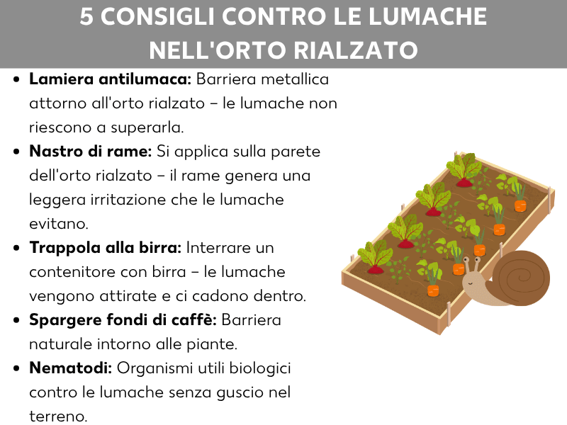 Infografica: 5 consigli contro le lumache nell'orto rialzato. L’elenco comprende cinque punti: 1. Lamiera antilumache: barriera metallica intorno all’orto rialzato – le lumache non riescono a superarla. 2. Nastro di rame: si applica sulla parete dell’orto rialzato – il rame produce una leggera irritazione che le lumache evitano. 3. Trappola con birra: un contenitore con birra interrato – le lumache vengono attirate e vi cadono dentro. 4. Fondi di caffè: barriera naturale intorno alle piante. 5. Nematodi: organismi biologici utili contro le limacce nel terreno. A destra si vede l’illustrazione di un orto rialzato con piante di ortaggi e una lumaca accanto.