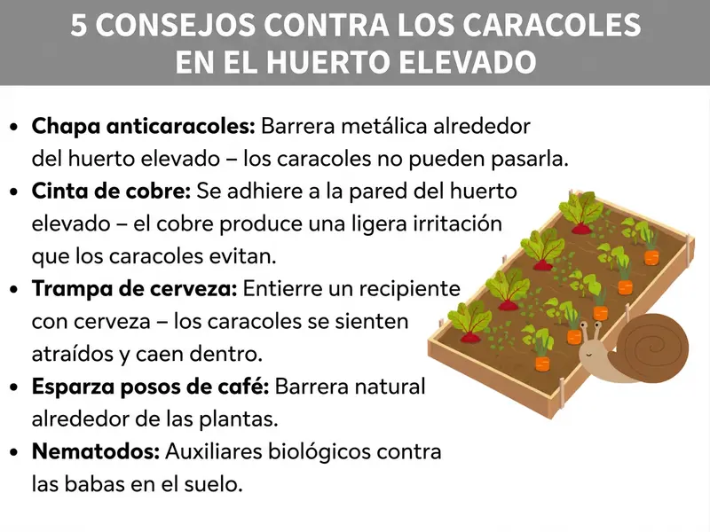 Infografía: 5 consejos contra los caracoles en el huerto elevado. La lista incluye cinco puntos: 1. Chapa anticaracoles: barrera metálica alrededor del huerto elevado; los caracoles no pueden superarla. 2. Cinta de cobre: se adhiere a la pared del huerto elevado; el cobre produce una ligera reacción que los caracoles evitan. 3. Trampa de cerveza: se entierra un recipiente con cerveza; los caracoles se sienten atraídos y caen dentro. 4. Esparcir posos de café: barrera natural alrededor de las plantas. 5. Nematodos: organismos beneficiosos contra las babosas en el sustrato. A la derecha se muestra una ilustración de un huerto elevado con plantas hortícolas y un caracol al lado.