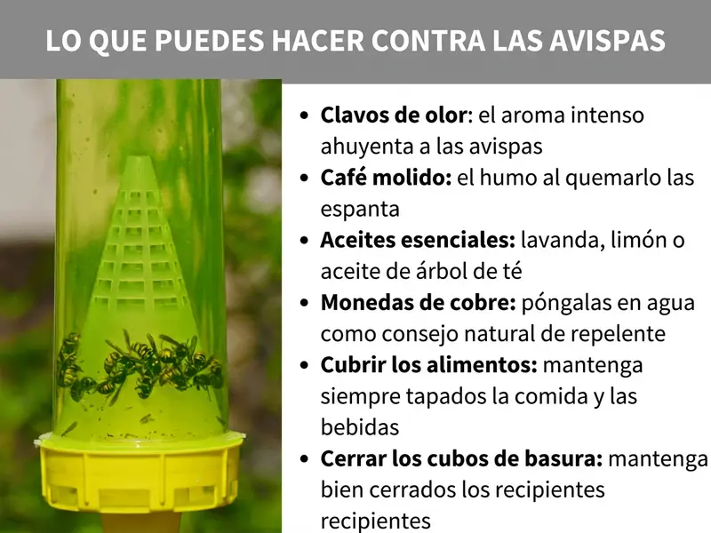 Infografía: Qué puedes hacer contra las avispas. La imagen muestra a la izquierda una trampa para avispas de plástico verde y amarilla con avispas atrapadas en su interior, colgada al aire libre sobre un fondo verde desenfocado. A la derecha, una lista con seis remedios caseros contra las avispas: 1. Clavos de olor: su intenso aroma ahuyenta a las avispas. 2. Café molido: el humo al quemarlo las repele. 3. Aceites esenciales: lavanda, limón o árbol de té. 4. Monedas de cobre: sumergidas en agua como truco natural. 5. Tapar los alimentos: mantener siempre cubiertos la comida y las bebidas. 6. Cerrar los cubos de basura: mantener bien cerrados los contenedores.