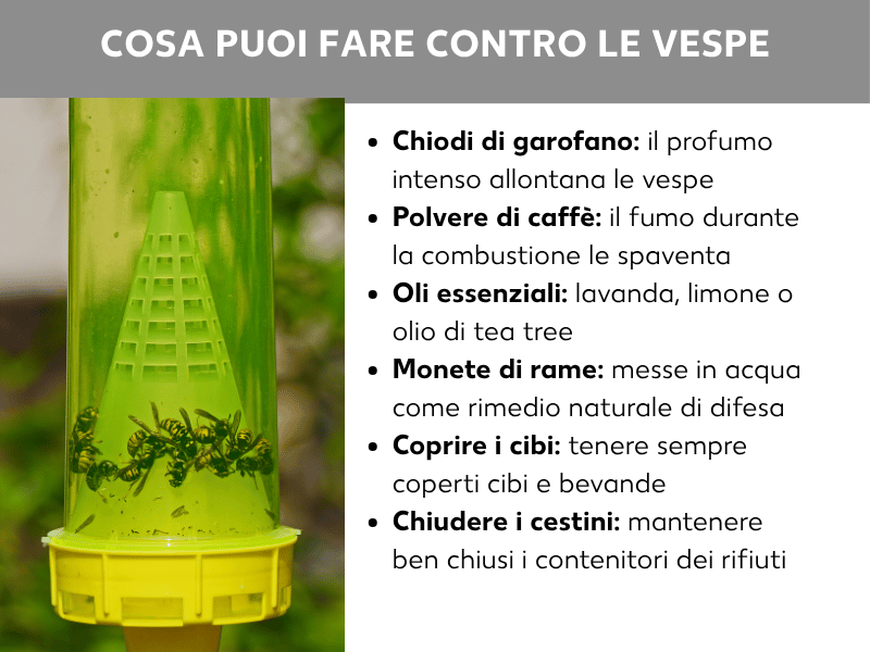 Infografica: come difendersi dalle vespe. A sinistra una trappola per vespe in plastica verde e gialla con insetti all'interno, appesa all'aperto su sfondo verde sfocato. A destra un elenco di sei rimedi casalinghi: 1. Chiodi di garofano: l'odore intenso allontana le vespe. 2. Polvere di caffè: il fumo della combustione le tiene a distanza. 3. Oli essenziali: lavanda, limone o tea tree. 4. Monete di rame: immerse in acqua come repellente naturale. 5. Coprire i cibi: tenere sempre cibo e bevande coperti. 6. Chiudere i bidoni: assicurarsi che i contenitori dei rifiuti siano ben chiusi.