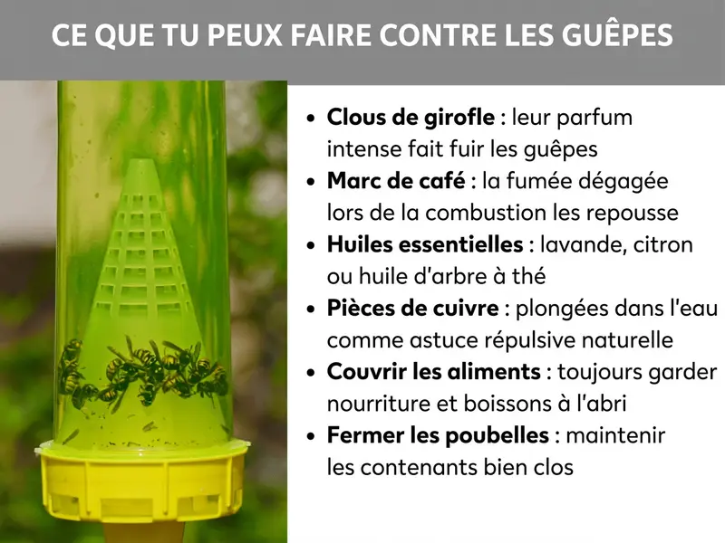 Infographie : Astuces pour lutter contre les guêpes. L'image montre à gauche un piège à guêpes en plastique vert et jaune contenant des guêpes capturées, suspendu en extérieur devant un arrière-plan vert flou. À droite, une liste de six astuces maison contre les guêpes : 1. Clous de girofle : leur odeur intense repousse les guêpes. 2. Marc de café : la fumée produite en le brûlant les éloigne. 3. Huiles essentielles : lavande, citron ou arbre à thé. 4. Pièces en cuivre : placées dans l'eau comme répulsif naturel. 5. Couvrir les aliments : toujours protéger nourriture et boissons. 6. Fermer les poubelles : garder les contenants bien fermés.