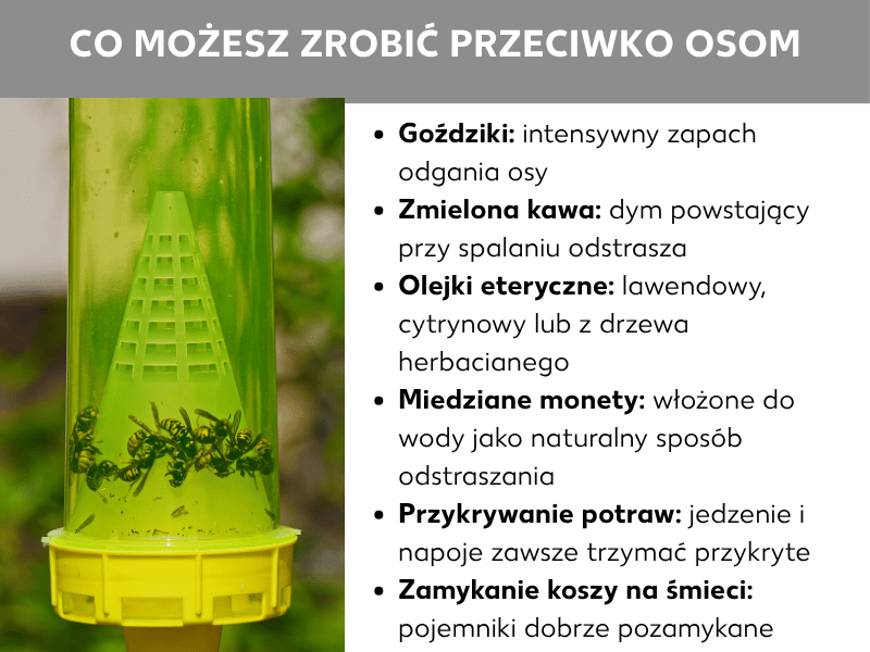 Infografika: Co możesz zrobić przeciwko osom. Na zdjęciu po lewej zielono-żółta plastikowa pułapka na osy ze złapanymi owadami w środku, zawieszona na zewnątrz na tle rozmytej zieleni. Po prawej lista sześciu domowych sposobów na osy: 1. Goździki: intensywny zapach odstrasza osy. 2. Mielona kawa: dym z palącej się kawy skutecznie odpędza osy. 3. Olejki eteryczne: lawenda, cytryna lub drzewo herbaciane. 4. Miedziane monety: włożone do wody jako naturalny sposób odstraszania. 5. Przykrywanie potraw: jedzenie i napoje zawsze trzymaj pod przykryciem. 6. Zamykanie kosza na śmieci: pojemniki trzymaj szczelnie zamknięte.