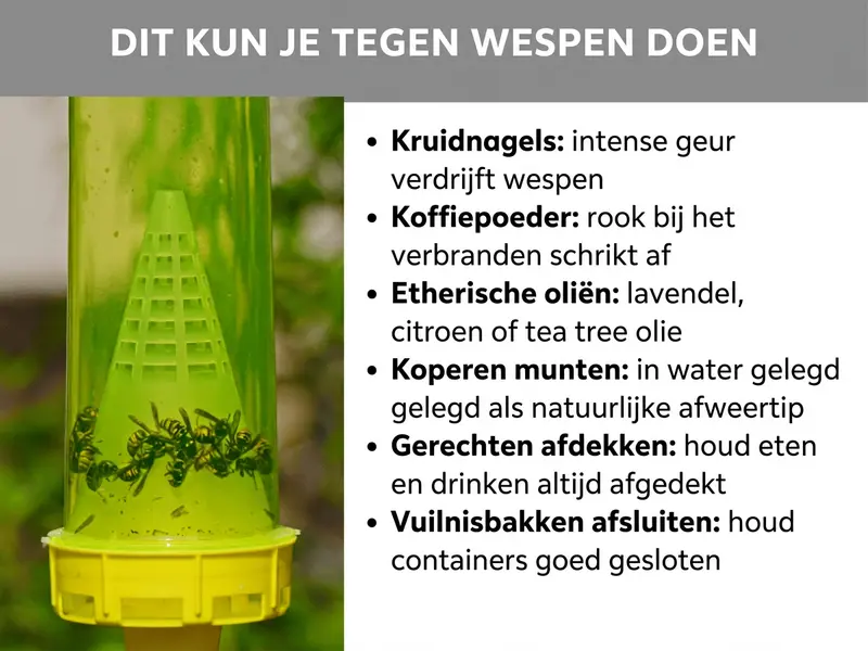 Infographic: Dit kun je tegen wespen doen. De afbeelding toont links een groen-gele wespenval van kunststof met gevangen wespen erin, opgehangen buiten tegen een onscherpe groene achtergrond. Rechts ernaast een opsomming met zes huismiddelen tegen wespen: 1. Kruidnagel: de intense geur verdrijft wespen. 2. Koffiepoeder: de rook bij het verbranden schrikt af. 3. Etherische oliën: lavendel, citroen of tea tree-olie. 4. Koperen munten: in water gelegd als natuurlijke afweertip. 5. Eten afdekken: eten en drinken altijd afgedekt houden. 6. Prullenbak afsluiten: afvalbakken goed gesloten houden.