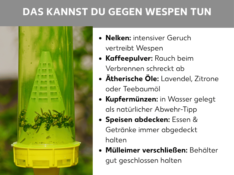 Infografik: Das kannst du gegen Wespen tun. Das Bild zeigt links eine grün-gelbe Wespenfalle aus Kunststoff mit gefangenen Wespen im Inneren, aufgehängt im Freien vor unscharfem grünem Hintergrund. Rechts daneben eine Aufzählung mit sechs Hausmitteln gegen Wespen: 1. Nelken: intensiver Geruch vertreibt Wespen. 2. Kaffeepulver: Rauch beim Verbrennen schreckt ab. 3. Ätherische Öle: Lavendel, Zitrone oder Teebaumöl. 4. Kupfermünzen: in Wasser gelegt als natürlicher Abwehr-Tipp. 5. Speisen abdecken: Essen & Getränke immer abgedeckt halten. 6. Mülleimer verschließen: Behälter gut geschlossen halten.