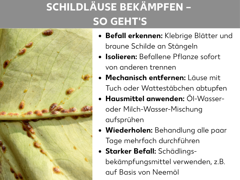 Infografik: Eine Infografik mit dem Titel „Schildläuse bekämpfen – So geht's". Links ist ein Nahaufnahme-Foto eines hellgrünen Blattes zu sehen, auf dem zahlreiche kleine braune Schildläuse entlang der Blattrippe sitzen. Rechts listet die Infografik sechs Schritte zur Bekämpfung auf: 1. Befall erkennen – klebrige Blätter und braune Schilde an Stängeln. 2. Isolieren – befallene Pflanze sofort von anderen trennen. 3. Mechanisch entfernen – Läuse mit Tuch oder Wattestäbchen abtupfen. 4. Hausmittel anwenden – Öl-Wasser- oder Milch-Wasser-Mischung aufsprühen. 5. Wiederholen – Behandlung alle paar Tage mehrfach durchführen. 6. Starker Befall – Schädlingsbekämpfungsmittel verwenden, z. B. auf Basis von Neemöl. Die Grafik hat einen grauen Kopfbereich mit weißer Schrift und einen weißen Textbereich rechts.