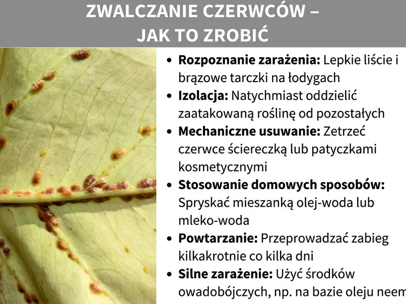 Infografika: Infografika zatytułowana „Zwalczanie tarczników – jak to zrobić". Po lewej stronie widać zbliżenie jasnozielonego liścia, na którym wzdłuż nerwu siedzą liczne małe brązowe tarczniki. Po prawej stronie infografika przedstawia sześć kroków zwalczania: 1. Rozpoznanie porażenia – lepkie liście i brązowe tarczki na łodygach. 2. Izolacja – natychmiastowe odseparowanie porażonej rośliny od pozostałych. 3. Mechaniczne usunięcie – usuwanie szkodników ściereczką lub patyczkiem higienicznym. 4. Zastosowanie domowych sposobów – spryskanie mieszanką oleju z wodą lub mleka z wodą. 5. Powtarzanie – powtórzenie zabiegu co kilka dni. 6. Silne porażenie – zastosowanie środka owadobójczego, np. na bazie oleju neem. Grafika ma szary nagłówek z białym tekstem i biały obszar tekstowy po prawej stronie.