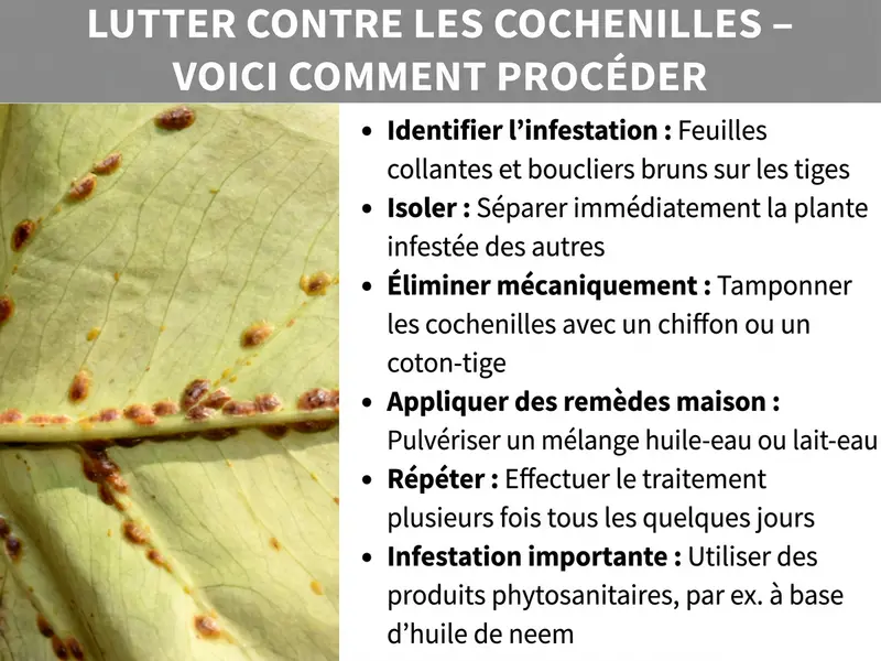 Infographie : une infographie intitulée « Combattre les cochenilles – Mode d'emploi ». À gauche, une photo en gros plan d'une feuille vert clair sur laquelle de nombreuses petites cochenilles brunes sont posées le long de la nervure. À droite, l'infographie liste six étapes de traitement : 1. Repérer l'infestation – feuilles collantes et boucliers bruns sur les tiges. 2. Isoler – séparer immédiatement la plante infestée des autres. 3. Retirer mécaniquement – tamponner les cochenilles avec un chiffon ou un coton-tige. 4. Appliquer un remède maison – pulvériser un mélange huile-eau ou lait-eau. 5. Répéter – renouveler le traitement tous les quelques jours. 6. Infestation sévère – utiliser un insecticide, par exemple à base d'huile de neem. L'infographie présente un bandeau gris avec du texte blanc et un fond blanc pour la zone de texte à droite.
