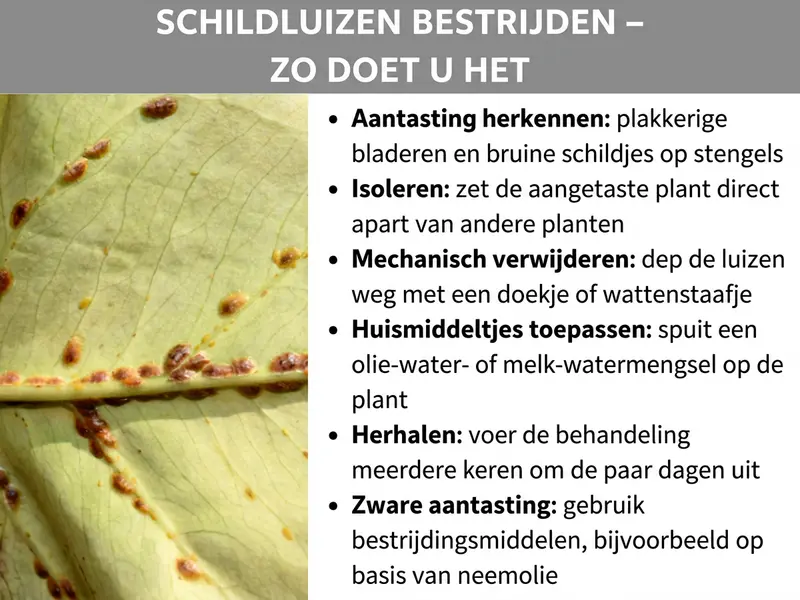 Infographic: Een infographic met de titel "Schildluizen bestrijden – zo doe je dat". Links is een close-upfoto te zien van een lichtgroen blad waarop talrijke kleine bruine schildluizen langs de bladnerf zitten. Rechts somt de infographic zes stappen op voor de bestrijding: 1. Aantasting herkennen – plakkerige bladeren en bruine schildjes op stengels. 2. Isoleren – aangetaste plant direct apart zetten van andere planten. 3. Mechanisch verwijderen – luizen met een doek of wattenstaafje afdeppen. 4. Huismiddeltjes toepassen – olie-watermengsel of melk-watermengsel opspuiten. 5. Herhalen – behandeling om de paar dagen meerdere keren uitvoeren. 6. Ernstige aantasting – ongediertebestrijdingsmiddel gebruiken, bijv. op basis van neemolie. De afbeelding heeft een grijs kopgedeelte met witte tekst en een wit tekstgedeelte rechts.