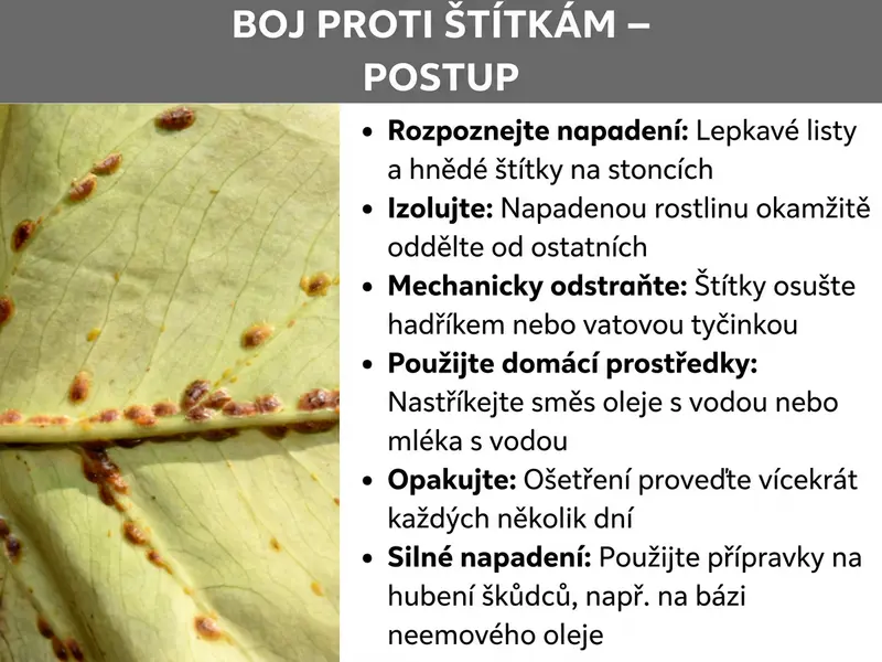 Infografika: Infografika s názvem „Hubení červců – jak na to". Vlevo je detailní fotografie světle zeleného listu, na kterém podél žilky sedí množství drobných hnědých červců. Vpravo infografika uvádí šest kroků k hubení: 1. Rozpoznání napadení – lepkavé listy a hnědé štítky na stoncích. 2. Izolace – napadenou rostlinu okamžitě oddělte od ostatních. 3. Mechanické odstranění – červce otřete hadříkem nebo vatovou tyčinkou. 4. Použití domácích prostředků – postříkejte směsí oleje s vodou nebo mléka s vodou. 5. Opakování – ošetření provádějte každých několik dní opakovaně. 6. Silné napadení – použijte přípravek proti škůdcům, např. na bázi neemového oleje. Grafika má šedou hlavičku s bílým textem a bílou textovou oblast vpravo.
