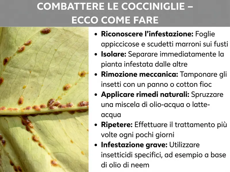 Infografica: un'infografica con il titolo „Combattere la cocciniglia – Ecco come fare“. A sinistra si vede la foto ravvicinata di una foglia verde chiaro su cui sono presenti numerose piccole cocciniglie marroni disposte lungo la nervatura. A destra l'infografica elenca sei passaggi per l'eliminazione: 1. Riconoscere l'infestazione – foglie appiccicose e scudetti marroni sui fusti. 2. Isolare – separare subito la pianta colpita dalle altre. 3. Rimuovere manualmente – tamponare i parassiti con un panno o un bastoncino di cotone. 4. Applicare rimedi casalinghi – spruzzare una miscela di olio e acqua o di latte e acqua. 5. Ripetere – effettuare il trattamento più volte, ogni pochi giorni. 6. Infestazione grave – utilizzare un antiparassitario specifico, ad esempio a base di olio di neem. La grafica ha un'intestazione grigia con testo bianco e un'area di testo bianca a destra.