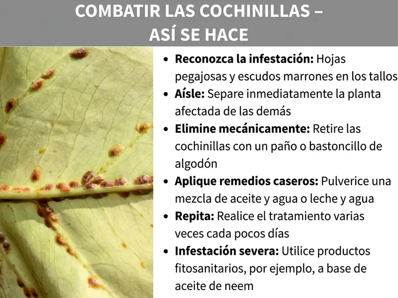 Infografía: Infografía titulada «Eliminar cochinillas: así se hace». A la izquierda se ve una fotografía en primer plano de una hoja verde claro con numerosas cochinillas marrones a lo largo del nervio central. A la derecha, la infografía enumera seis pasos para combatirlas: 1. Detectar la plaga: hojas pegajosas y escudos marrones en los tallos. 2. Aislar: separar de inmediato la planta afectada de las demás. 3. Retirar manualmente: eliminar las cochinillas con un paño o un bastoncillo de algodón. 4. Aplicar remedios caseros: pulverizar una mezcla de aceite y agua o de leche y agua. 5. Repetir: realizar el tratamiento varias veces cada pocos días. 6. Plaga grave: utilizar un producto para el control de plagas, por ejemplo a base de aceite de neem. La infografía tiene un encabezado gris con texto blanco y un área de texto blanca a la derecha.