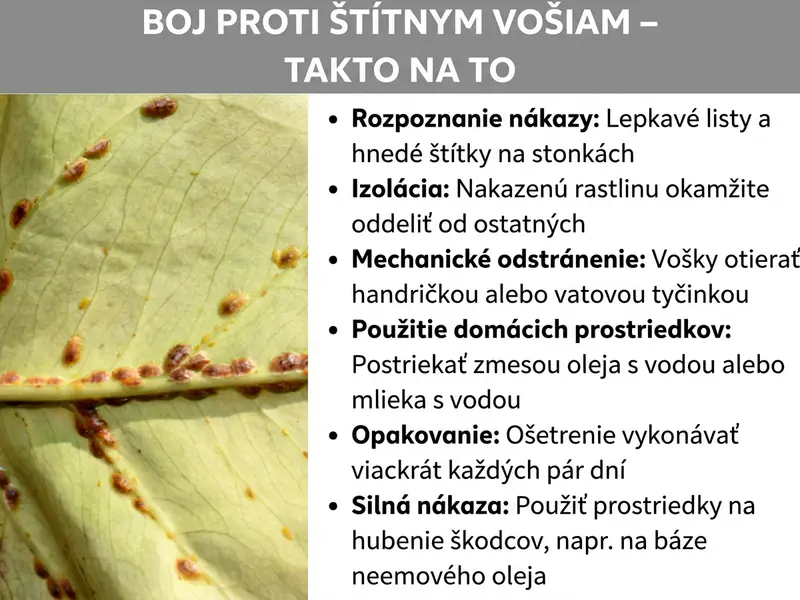 Infografika: Infografika s názvom „Likvidácia štítničiek – Ako na to". Vľavo je detailná fotografia svetlozeleného listu, na ktorom sedí množstvo malých hnedých štítničiek pozdĺž listovej žilky. Vpravo infografika uvádza šesť krokov likvidácie: 1. Rozpoznať napadnutie – lepkavé listy a hnedé štítky na stonkách. 2. Izolovať – napadnutú rastlinu okamžite oddeliť od ostatných. 3. Mechanicky odstrániť – štítničky otierať handričkou alebo vatovou tyčinkou. 4. Použiť domáce prostriedky – nastriekať zmes oleja s vodou alebo mlieka s vodou. 5. Opakovať – ošetrenie vykonávať niekoľkokrát každých pár dní. 6. Silné napadnutie – použiť prípravok na hubenie škodcov, napr. na báze neemového oleja. Grafika má sivú hlavičku s bielym písmom a bielu textovú oblasť vpravo.