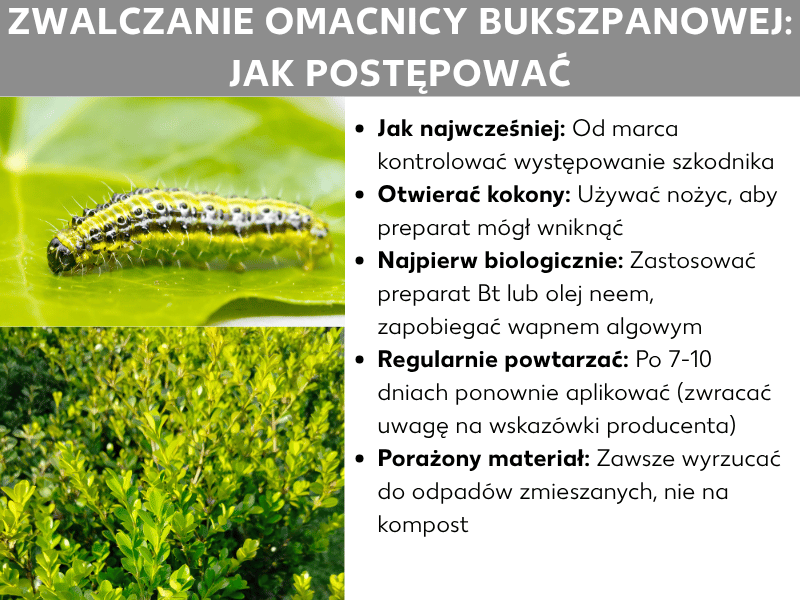 Infografika na temat „Zwalczanie ćmy bukszpanowej: jak to zrobić" z dwoma zdjęciami – żółto-czarno prążkowanej gąsienicy na liściu oraz zaatakowanego krzewu bukszpanu – i pięcioma poradami: od marca kontroluj porażenie, otwieraj oprzędy nożyczkami, stosuj środki biologiczne, takie jak preparat Bt lub olejek neem, powtarzaj zabieg po 7–10 dniach i wyrzucaj zaatakowany materiał do odpadów zmieszanych.