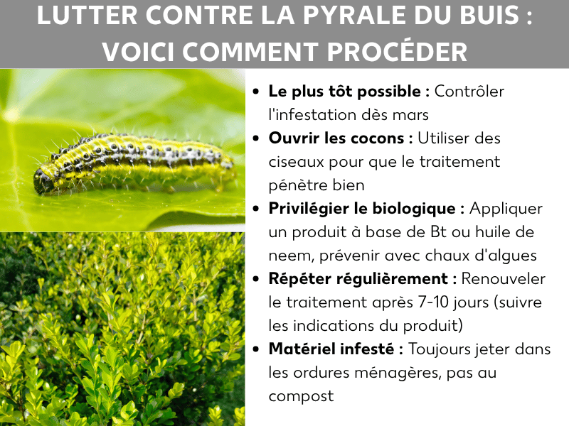 Infographie sur le thème « Pyrale du buis traitement : comment procéder » avec deux photos – une chenille rayée jaune et noir sur une feuille ainsi qu'un buis infesté – et cinq conseils : contrôler dès mars, ouvrir les toiles au sécateur, utiliser des traitements biologiques comme le Bt ou l'huile de neem, renouveler le traitement après 7 à 10 jours et jeter les déchets infestés avec les ordures ménagères.