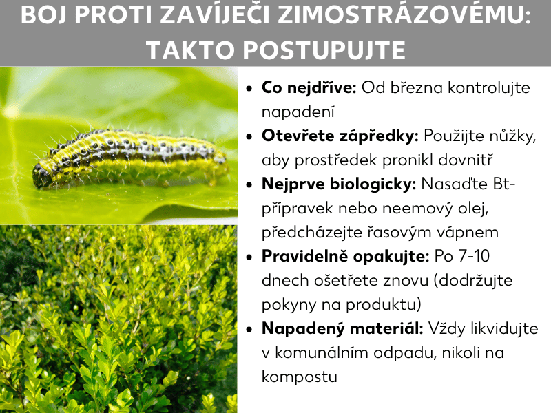 Infografika na téma hubení zavíječe zimostrázového s dvěma fotografiemi – žluto-černě pruhovanou housenkou na listu a napadeným zimostrázovým keřem – a pěti tipy: od března kontrolovat napadení, nůžkami otevřít zápředy, použít biologické přípravky jako Bt nebo neemový olej, ošetření zopakovat po 7–10 dnech a napadený materiál vyhodit do směsného odpadu.