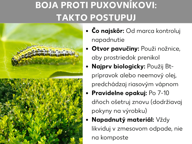 Infografika na tému „Vijačka krušpánová – likvidácia: ako postupovať" s dvomi fotografiami – žlto-čiernou pruhovanou húsenicou na liste a napadnutým krušpánovým krom – a piatimi tipmi: od marca kontrolovať napadnutie, zámotky rozstrihať nožnicami, použiť biologické prípravky ako Bt-prípravok alebo neemový olej, ošetrenie zopakovať po 7 – 10 dňoch a napadnutý materiál zlikvidovať v zmesovom odpade.