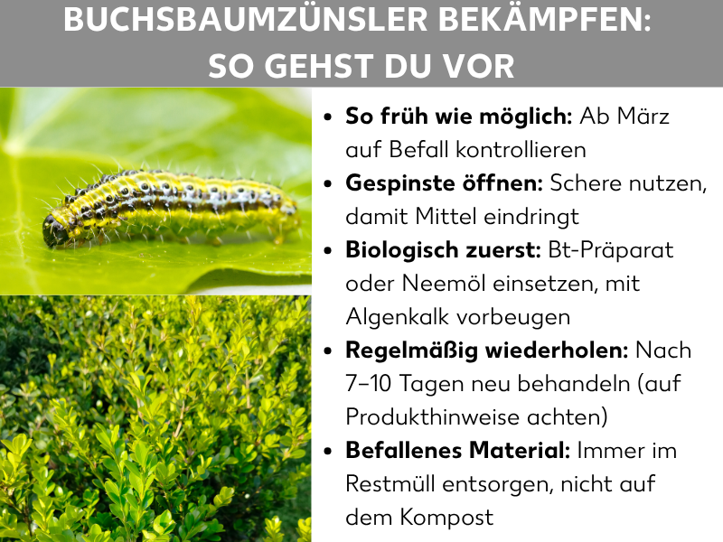 Infografik zum Thema „Buchsbaumzünsler bekämpfen: So gehst du vor" mit zwei Fotos – einer gelb-schwarz gestreiften Raupe auf einem Blatt sowie einem befallenen Buchsbaumstrauch – und fünf Tipps: ab März auf Befall kontrollieren, Gespinste mit der Schere öffnen, biologische Mittel wie Bt-Präparat oder Neemöl einsetzen, die Behandlung nach 7–10 Tagen wiederholen und befallenes Material im Restmüll entsorgen.