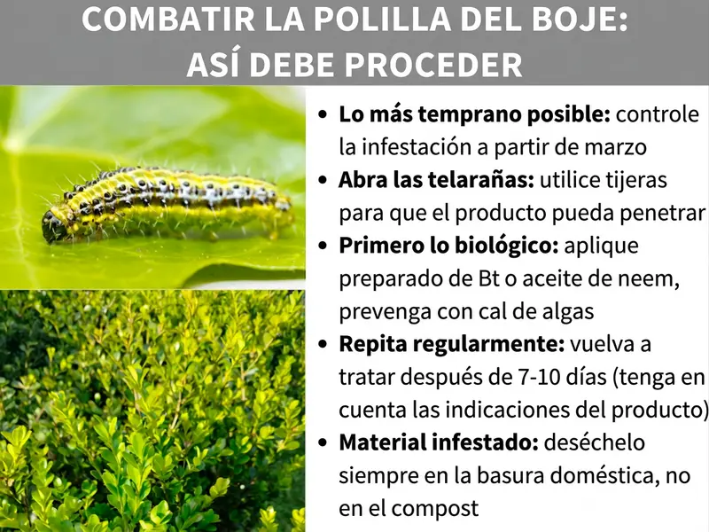 Infografía sobre el tema «Combatir la polilla del boj: cómo actuar» con dos fotos —una oruga de rayas amarillas y negras sobre una hoja y un arbusto de boj afectado— y cinco consejos: revisar la planta desde marzo, abrir las telarañas con unas tijeras, emplear productos biológicos como preparados de Bt o aceite de neem, repetir el tratamiento cada 7-10 días y eliminar el material infestado en la basura no reciclable.