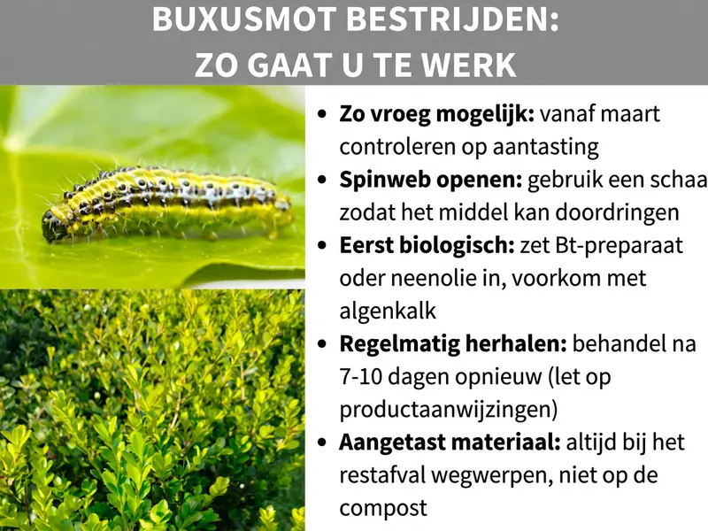 Infographic over het onderwerp "Buxusmot bestrijden: zo pak je het aan" met twee foto's – een geel-zwart gestreepte rups op een blad en een aangetaste buxusstruik – en vijf tips: controleer vanaf maart op aantasting, open spinseldraden met een schaar, gebruik biologische middelen zoals een Bt-preparaat of neemolie, herhaal de behandeling na 7–10 dagen en gooi aangetast materiaal bij het restafval.