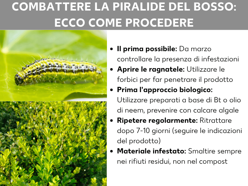 Infografica sul tema "Come eliminare la piralide del bosso: ecco come fare" con due foto – un bruco a strisce giallo-nere su una foglia e un arbusto di bosso infestato – e cinque consigli: controllare l'infestazione a partire da marzo, aprire le ragnatele con le cesoie, usare rimedi biologici come preparati a base di Bt o olio di neem, ripetere il trattamento dopo 7–10 giorni e smaltire il materiale infestato nei rifiuti indifferenziati.