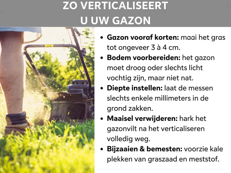 Infographic: "Zo verticuteer je je gazon" – Een handleiding in vijf stappen, geïllustreerd met een foto van een persoon die een grasmaaier over een gazon duwt. De stappen zijn: 1. Gras eerst kort maaien: maai het gras op ongeveer 3 tot 4 cm. 2. Bodem voorbereiden: het gazon moet droog of licht vochtig zijn, maar niet nat. 3. Diepte instellen: laat de messen slechts enkele millimeters in de bodem snijden. 4. Maaisel verwijderen: hark de viltlaag na het verticuteren volledig weg. 5. Bijzaaien en bemesten: voorzie kale plekken van graszaad en mest.