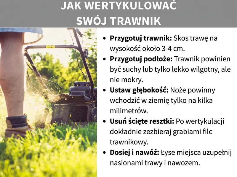 Infografika: „Jak wertykulować trawnik" – instrukcja w pięciu krokach, zilustrowana zdjęciem osoby prowadzącej wertykulator po trawniku. Kroki: 1. Skróć trawę – skoś ją na wysokość ok. 3–4 cm. 2. Przygotuj podłoże – trawnik powinien być suchy lub lekko wilgotny, ale nie mokry. 3. Ustaw głębokość – noże powinny wchodzić w glebę tylko na kilka milimetrów. 4. Usuń resztki – po wertykulacji dokładnie zgrab filc trawnikowy. 5. Dosiej i nawieź – łyse miejsca uzupełnij nasionami trawy i nawozem.