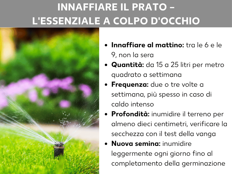 Infografica: „Irrigazione del prato – tutto quello che c'è da sapere“. A sinistra, la foto di un irrigatore che spruzza acqua su un prato verde e dei fiori. A destra, cinque punti chiave: Annaffiare al mattino, tra le 6 e le 9, non di sera. Quantità: da 15 a 25 litri per metro quadrato a settimana. Frequenza: due o tre volte a settimana, più spesso in caso di caldo intenso. Profondità: bagnare il terreno per almeno dieci centimetri, verificando con il test di penetrazione. Nuova semina: inumidire leggermente ogni giorno fino a germinazione completata.