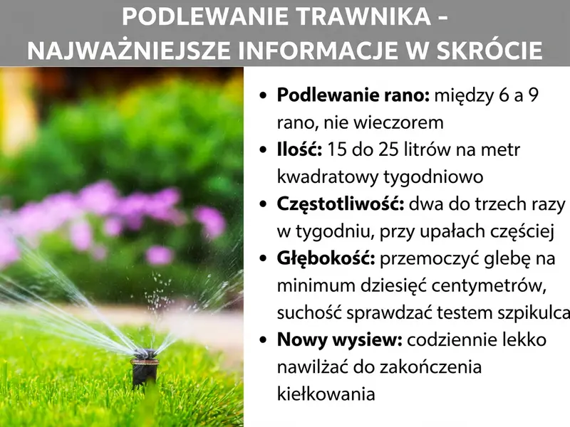Infografika z kluczowymi informacjami o podlewaniu trawnika. Główne zasady: podlewaj rano (między 6 a 9), 2-3 razy w tygodniu (częściej w upały), w ilości 15–25 litrów na metr kwadratowy, nawilżając glebę na głębokość 10 cm. Nowe zasiewy zraszaj codziennie.